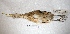  ( - MACN-Or-ct 7748)  @11 [ ] Copyright (2015) MACN Museo Argentino de Ciencias Naturales, Bernardino Rivadavia