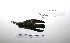  ( - MACN-Or-ct 7763)  @11 [ ] Copyright (2017) MACN Museo Argentino de Ciencias Naturales "Bernardino Rivadavia"