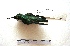  ( - MACN-Or-ct 7765)  @11 [ ] Copyright (2017) MACN Museo Argentino de Ciencias Naturales "Bernardino Rivadavia"