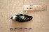  ( - MACN-Or-ct 7765)  @11 [ ] Copyright (2017) MACN Museo Argentino de Ciencias Naturales "Bernardino Rivadavia"