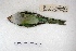  ( - MACN-Or-ct 7780.1)  @11 [ ] Copyright (2015) MACN Museo Argentino de Ciencias Naturales, Bernardino Rivadavia