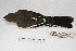  ( - MACN-Or-ct 7873)  @13 [ ] Copyright (2015) MACN Museo Argentino de Ciencias Naturales, Bernardino Rivadavia