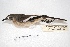  ( - MACN-Or-ct 7873)  @13 [ ] Copyright (2015) MACN Museo Argentino de Ciencias Naturales, Bernardino Rivadavia