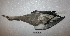  ( - MACN-Or-ct 7875)  @11 [ ] Copyright (2017) MACN Museo Argentino de Ciencias Naturales "Bernardino Rivadavia"