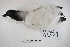  ( - MACN-Or-ct 8051)  @11 [ ] Copyright (2015) MACN Museo Argentino de Ciencias Naturales, Bernardino Rivadavia