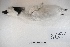  ( - MACN-Or-ct 8051)  @11 [ ] Copyright (2015) MACN Museo Argentino de Ciencias Naturales, Bernardino Rivadavia