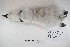  ( - MACN-Or-ct 8051)  @11 [ ] Copyright (2015) MACN Museo Argentino de Ciencias Naturales, Bernardino Rivadavia