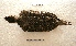  ( - MACN-Or-ct 8105)  @11 [ ] Copyright (2017) MACN Museo Argentino de Ciencias Naturales "Bernardino Rivadavia"