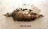  ( - MACN-Or-ct 8105)  @11 [ ] Copyright (2017) MACN Museo Argentino de Ciencias Naturales "Bernardino Rivadavia"