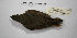  ( - MACN-Or-ct 9853)  @11 [ ] CreativeCommons - Attribution Non-Commercial Share-Alike (2019) Museo Argentino de Ciencias Naturales Bernardino Rivadavia Museo Argentino de Ciencias Naturales Bernardino Rivadavia
