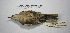  ( - MACN-Or-ct 9858)  @11 [ ] CreativeCommons - Attribution Non-Commercial Share-Alike (2019) Museo Argentino de Ciencias Naturales Bernardino Rivadavia Museo Argentino de Ciencias Naturales Bernardino Rivadavia