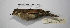  ( - MACN-Or-ct 9858)  @11 [ ] CreativeCommons - Attribution Non-Commercial Share-Alike (2019) Museo Argentino de Ciencias Naturales Bernardino Rivadavia Museo Argentino de Ciencias Naturales Bernardino Rivadavia