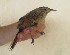  ( - MACN-Or-ct 9907)  @11 [ ] CreativeCommons - Attribution Non-Commercial Share-Alike (2019) Museo Argentino de Ciencias Naturales Bernardino Rivadavia Museo Argentino de Ciencias Naturales Bernardino Rivadavia
