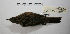  ( - MACN-Or-ct 9907)  @11 [ ] CreativeCommons - Attribution Non-Commercial Share-Alike (2019) Museo Argentino de Ciencias Naturales Bernardino Rivadavia Museo Argentino de Ciencias Naturales Bernardino Rivadavia