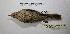  ( - MACN-Or-ct 9907)  @11 [ ] CreativeCommons - Attribution Non-Commercial Share-Alike (2019) Museo Argentino de Ciencias Naturales Bernardino Rivadavia Museo Argentino de Ciencias Naturales Bernardino Rivadavia
