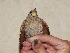  ( - MACN-Or-ct_10800)  @11 [ ] by-nc-sa  Unspecified Unspecified
