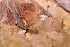  ( - MACN-Or-ct 12543)  @11 [ ] by-sa  Ron Knight Unknown