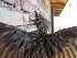  ( - MACN-Or-ct 11301)  @11 [ ] by-sa  Cecilia Estalles Museo Argentino de Ciencias Naturales "Bernardino Rivadavia"