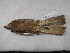  ( - MACN-Or-ct 12382)  @11 [ ] by-sa (2025) MACNBR - CONICET Museo Argentino de Ciencias Naturales "Bernardino Rivadavia"