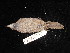  ( - MACN-Or-ct 2715)  @11 [ ] by-sa (2025) MACNBR - CONICET Museo Argentino de Ciencias Naturales "Bernardino Rivadavia"