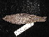 ( - MACN-Or-ct 2822.1)  @11 [ ] by-sa (2025) MACNBR - CONICET Museo Argentino de Ciencias Naturales "Bernardino Rivadavia"