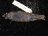  ( - MACN-Or-ct 2822.1)  @11 [ ] by-sa (2025) MACNBR - CONICET Museo Argentino de Ciencias Naturales "Bernardino Rivadavia"