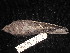 ( - MACN-Or-ct 2823.1)  @11 [ ] by-sa (2025) MACNBR - CONICET Museo Argentino de Ciencias Naturales "Bernardino Rivadavia"