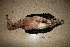  (Thalassarche melanophris - MACN-Or-ct 3728.1)  @11 [ ] by-sa (04040404) Div. Ornitologia Museo Argentino de Ciencias Naturales "Bernardino Rivadavia"