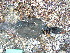  ( - MACN-Or-ct 6399.1)  @11 [ ] by-sa (10101010) Div. Ornitologia Museo Argentino de Ciencias Naturales "Bernardino Rivadavia"