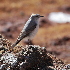  (Muscisaxicola rufivertex pallidiceps - B-7611)  @11 [ ] by-nc-sa  Unspecified Unspecified