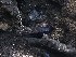  ( - MACN-Or-ct 2804.1)  @11 [ ] by-sa  Tristan Jobin Unknown