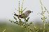  (Pseudasthenes patagonica - MACN-Or-ct 3004)  @11 [ ] by-sa  Dominic Sherony Unknown