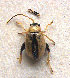  (Longitarsus ochroleucus - 24C)  @11 [ ] Unspecified (default): All Rights Reserved  Unspecified Unspecified