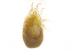  ( - BARS_2016_NESTPAR_13)  @11 [ ] CreativeCommons - Attribution (2019) CBG Photography Group Centre for Biodiversity Genomics