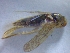  ( - IU-INHS-885634)  @11 [ ] c (2021) R. E. DeWalt Illinois Natural History Survey