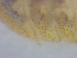  (Ectopria leechi - IU-INHS-927433)  @11 [ ] c (2021) R. E. DeWalt Illinois Natural History Survey