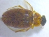  (Berosus infuscatus - IU-INHS-927446)  @11 [ ] c (2021) R. E. DeWalt Illinois Natural History Survey