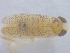  (Palmacorixa nana - IU-INHS-927463)  @11 [ ] c (2021) R. E. DeWalt Illinois Natural History Survey