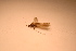  ( - IU-INHS-862965)  @11 [ ] c (2021) Jose Andres Cornell Univeristy- Department of Ecology and Evolutionary Biology