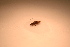  (Chilostigma itascae - IU-INHS-565368)  @11 [ ] c (2021) Jose Andres Cornell Univeristy- Department of Ecology and Evolutionary Biology