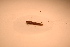 ( - IU-INHS-583935)  @11 [ ] c (2021) Jose Andres Cornell Univeristy- Department of Ecology and Evolutionary Biology