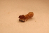 ( - IU-INHS-862938)  @11 [ ] c (2021) Jose Andres Cornell Univeristy- Department of Ecology and Evolutionary Biology