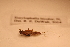  ( - IU-INHS-789525)  @11 [ ] c (2054) Jose Andres Cornell Univeristy- Department of Ecology and Evolutionary Biology
