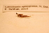  ( - IU-INHS-661343)  @11 [ ] c (2115) Jose Andres Cornell Univeristy- Department of Ecology and Evolutionary Biology