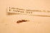  ( - IU-INHS-661344)  @11 [ ] c (2021) Jose Andres Cornell Univeristy- Department of Ecology and Evolutionary Biology