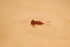  ( - IU-INHS-790989)  @11 [ ] c (2057) Jose Andres Cornell Univeristy- Department of Ecology and Evolutionary Biology
