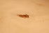  ( - IU-INHS-862177)  @11 [ ] c (2067) Jose Andres Cornell Univeristy- Department of Ecology and Evolutionary Biology