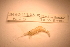  ( - IU-INHS-11223b)  @11 [ ] c (2094) Jose Andres Cornell Univeristy- Department of Ecology and Evolutionary Biology