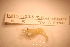  ( - IU-INHS-11223d)  @11 [ ] c (2096) Jose Andres Cornell Univeristy- Department of Ecology and Evolutionary Biology