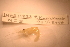  ( - IU-INHS-11223e)  @11 [ ] c (2097) Jose Andres Cornell Univeristy- Department of Ecology and Evolutionary Biology